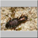 Asaphidion sp - Laufkaefer 01a 6mm Lehmkuhle-OS-Hollage.jpg